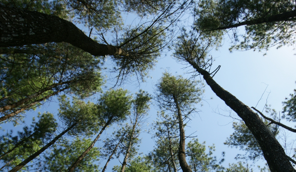 pine trees and sky
