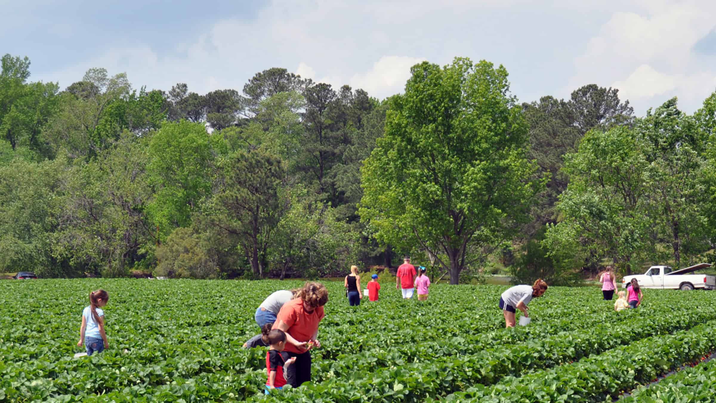 Adults and children picking berries among green rows of strawberry plants at Smith’s Strawberry Farm.