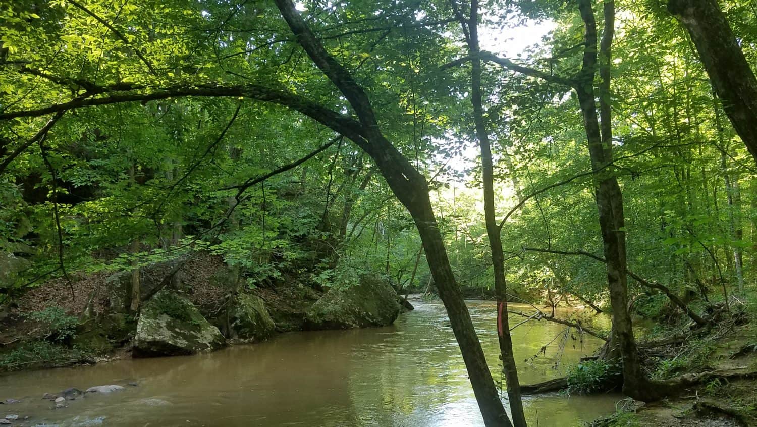 A shallow creek winds through dense green woods, with large mossy rocks along the bank and sunlight filtering through the trees.