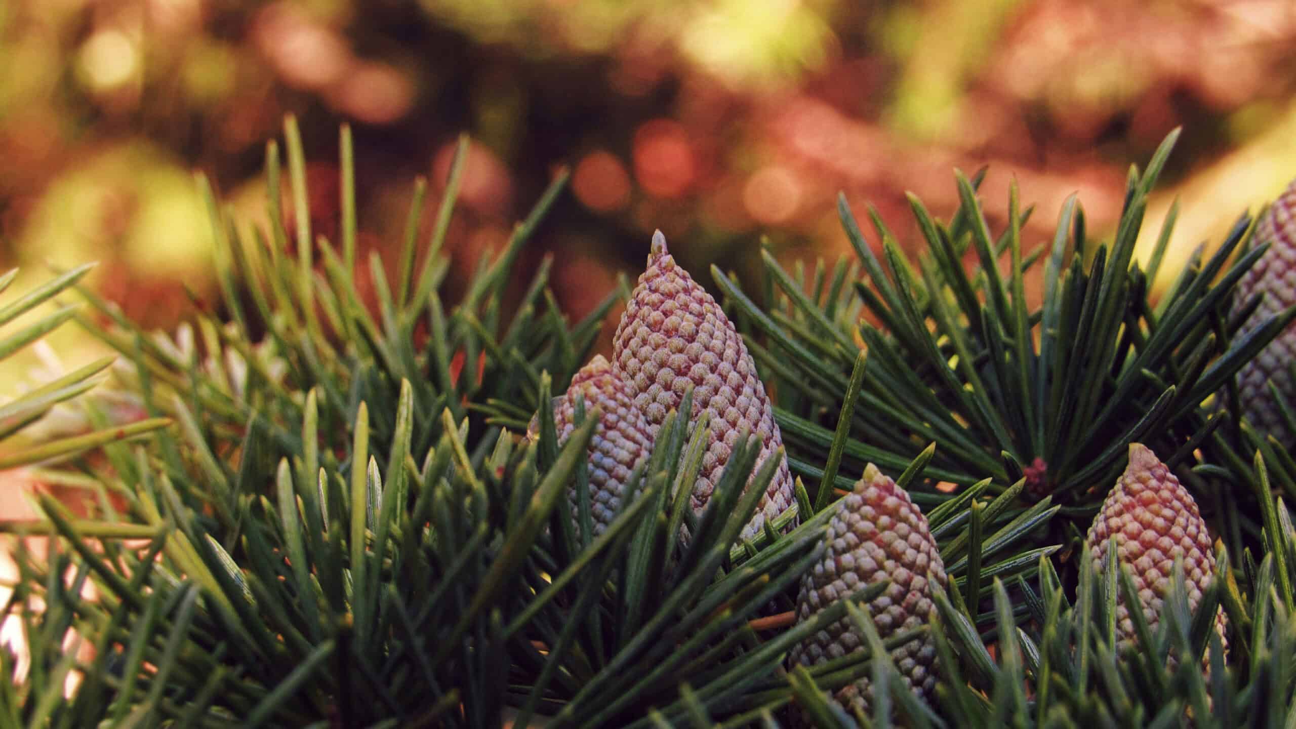 Young pine cones among green needles against a softly blurred, sunlit background.