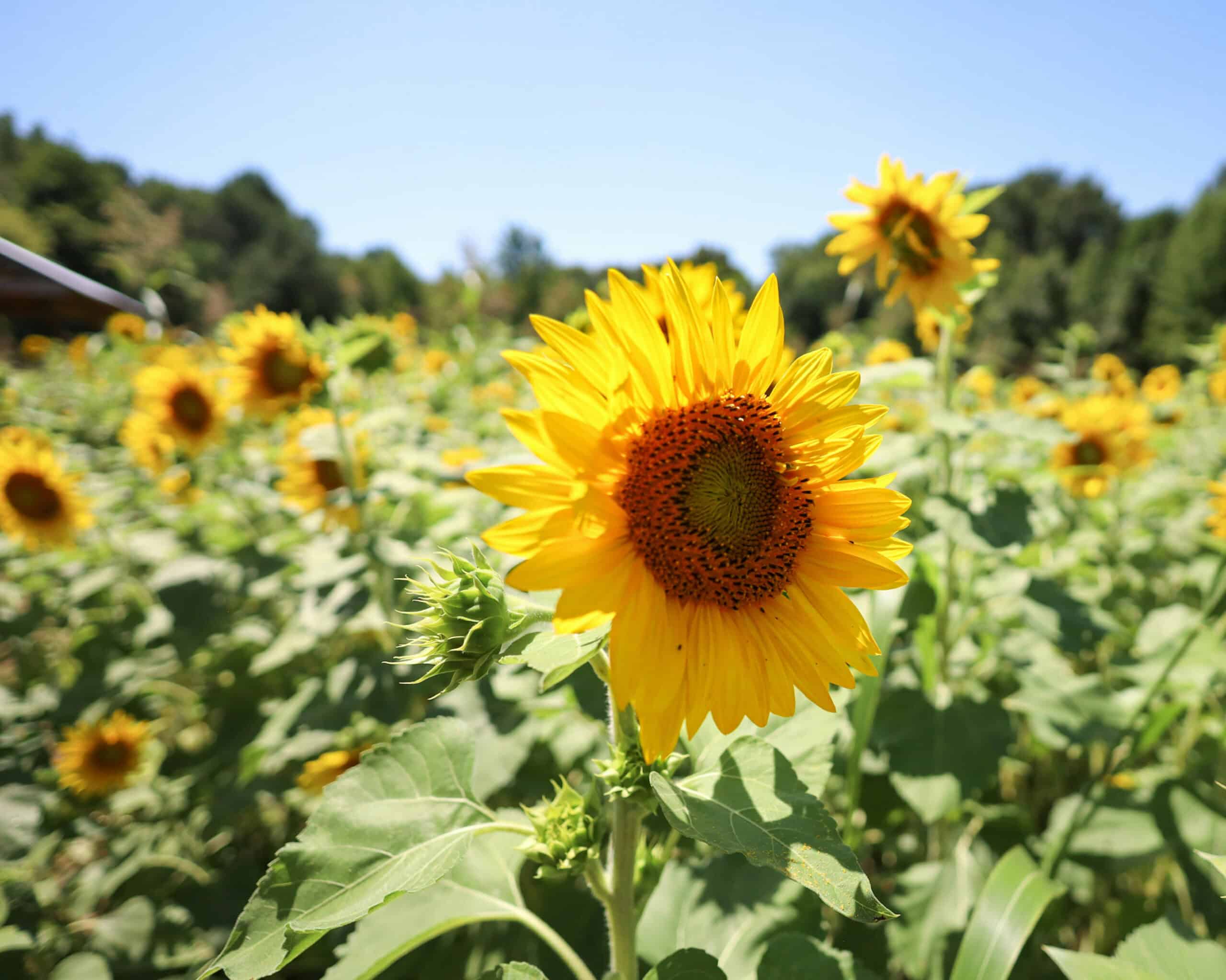 A bright yellow sunflower stands above a field of blooms in Siler City, with green trees beneath a clear blue sky.